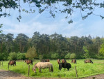 Grootste hobby van de paarden